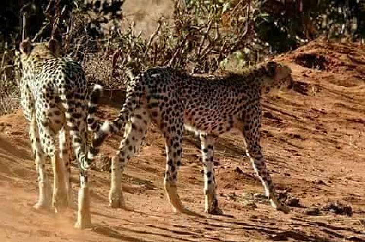 Inverno 2020: Gran Safari Discovery Kenya ed ammira i big 5 in Savana!